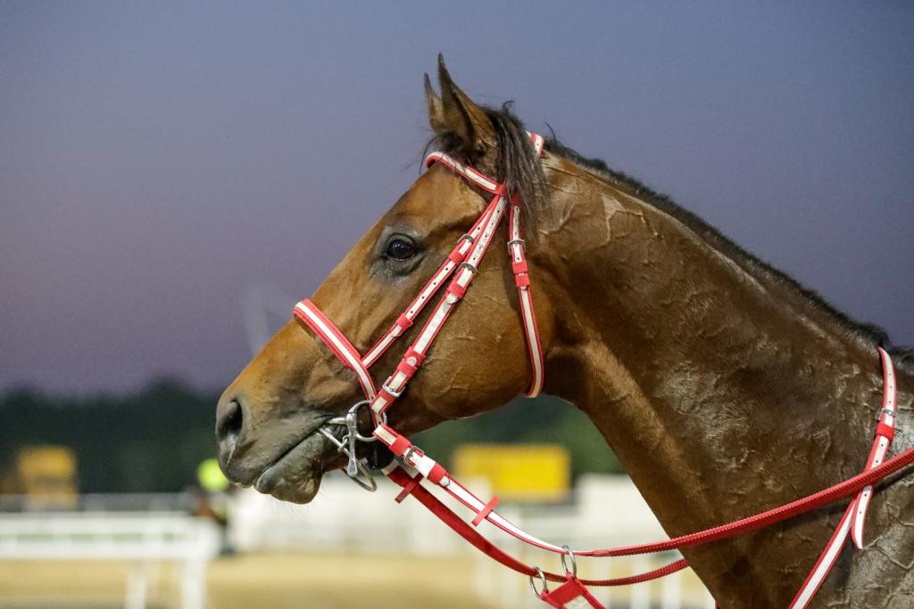 Saudi Cup victor Forever Young (Liesl King/Dubai Racing Club)