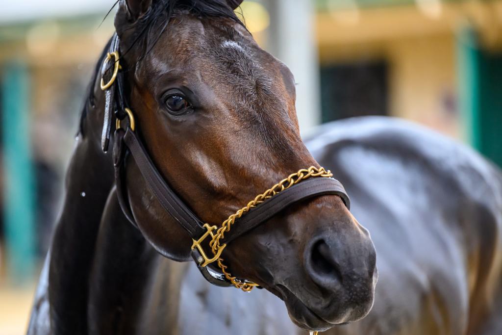 Pacific Classic Stakes champion Fierceness (Eclipse Sportswire)