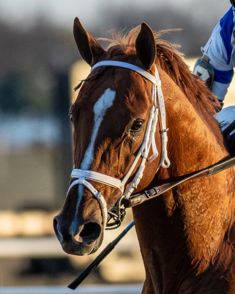 Woodward Stakes and Santa Anita Handicap champion Locked (Eclipse Sportswire)