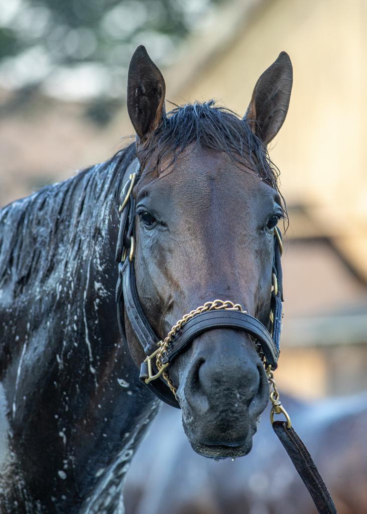 Stephen Foster Stakes winner Mindframe (Eclipse Sportswire)