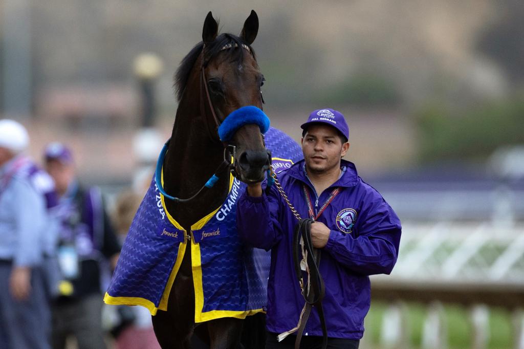 Full Serrano, the triumphant horse in the 2024 Breeders' Cup Dirt Mile. (Courtesy of BloodHorse/Carolyn Simancik)