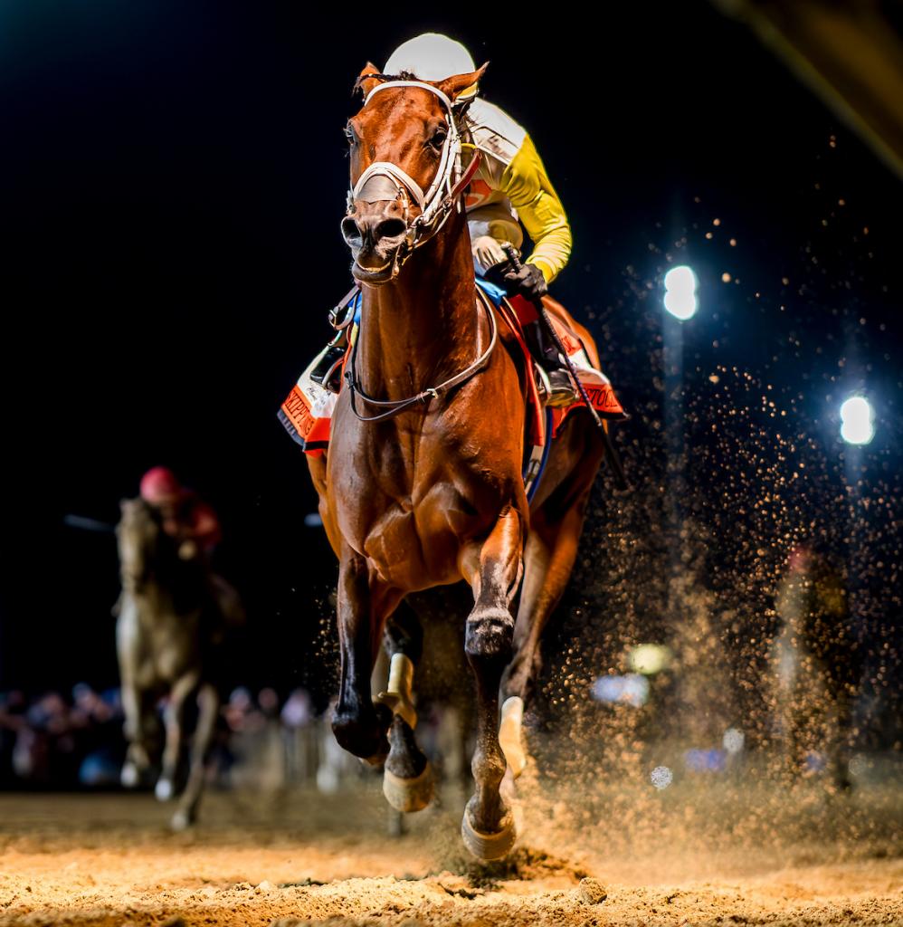 Skippylongstocking, a horse with ten graded stakes victories, who claimed the Harlan's Holiday Stakes on Dec. 20 at Gulfstream Park. (Provided by Eclipse Sportswire)
