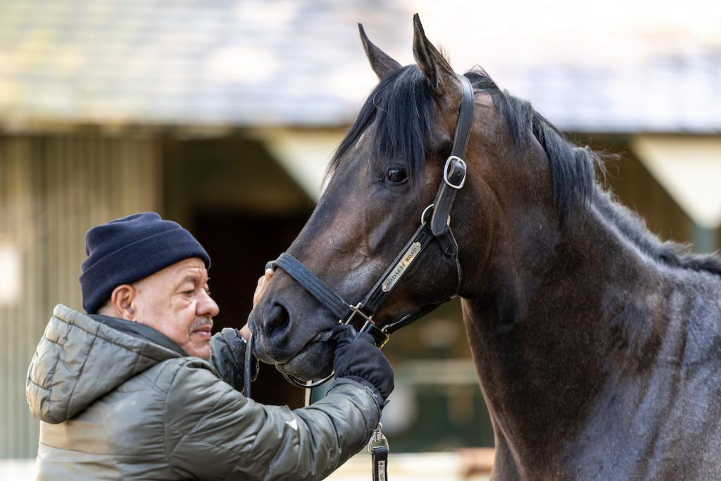 Madaket Road, a contender who achieved Grade 1 placing. (Eclipse Sportswire photo)
