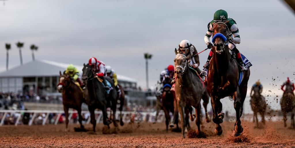 Full Serrano, the triumphant horse in the 2024 Breeders' Cup Dirt Mile. (Photo credit: Eclipse Sportswire)
