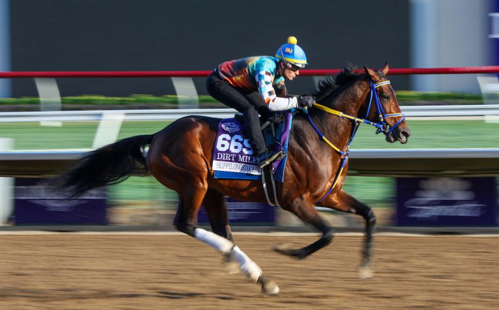Skippylongstocking, a horse with ten graded stakes victories, who claimed the Harlan's Holiday Stakes on Dec. 20 at Gulfstream Park. (Provided by Eclipse Sportswire)