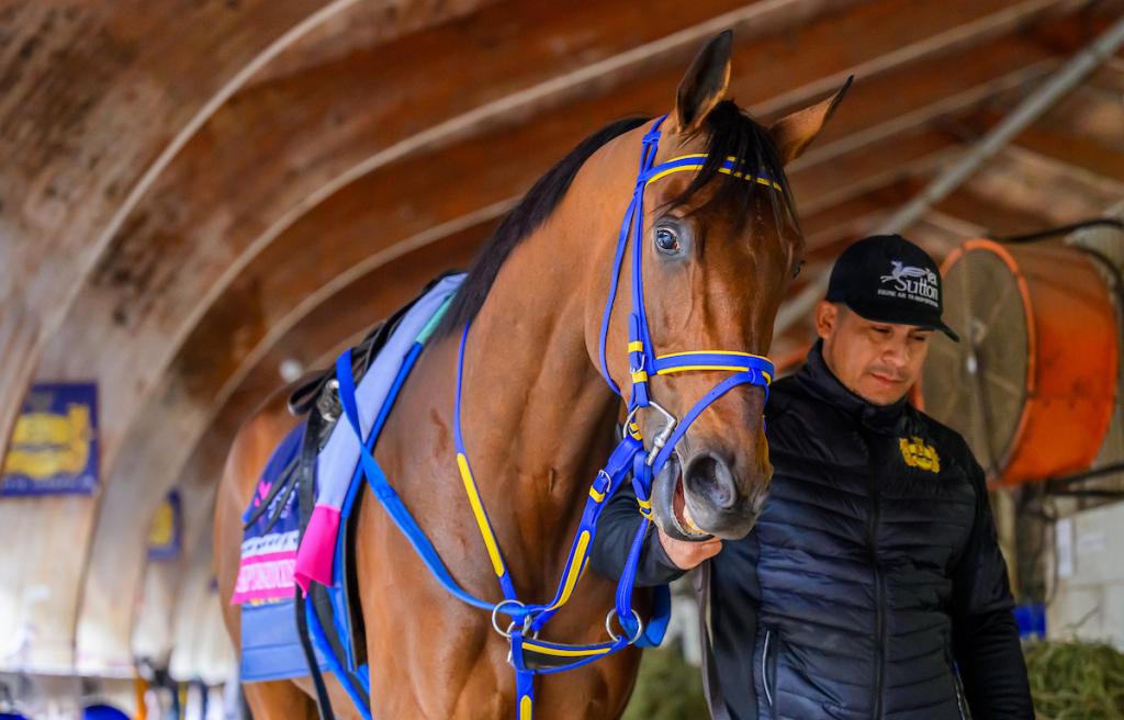 Skippylongstocking, a horse with ten graded stakes victories, who claimed the Harlan's Holiday Stakes on Dec. 20 at Gulfstream Park. (Provided by Eclipse Sportswire)