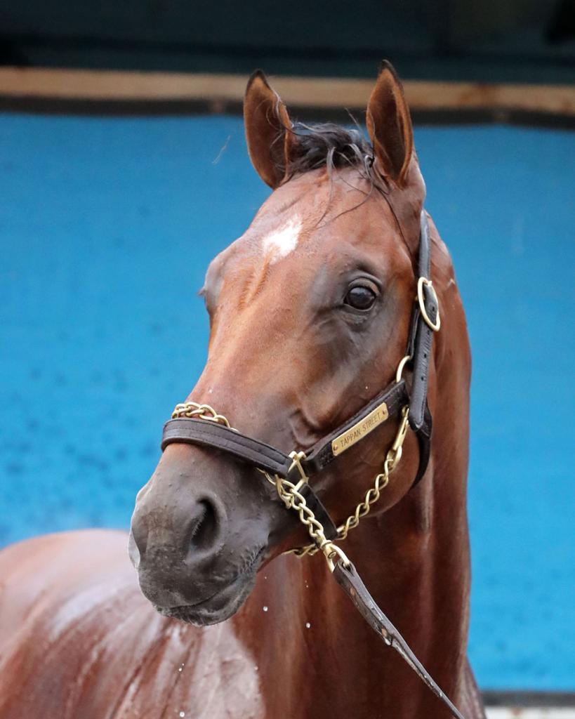 Tappan Street, the victor of the 2025 Florida Derby. (Photo from Coady Media)