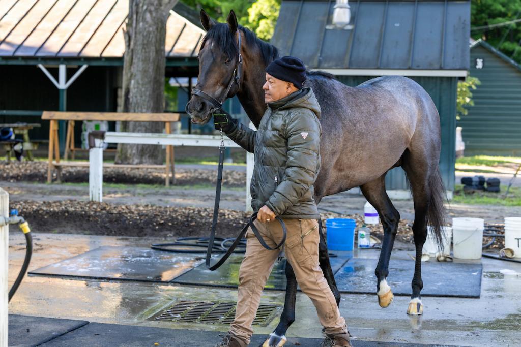 Madaket Road, a contender who achieved Grade 1 placing. (Eclipse Sportswire photo)