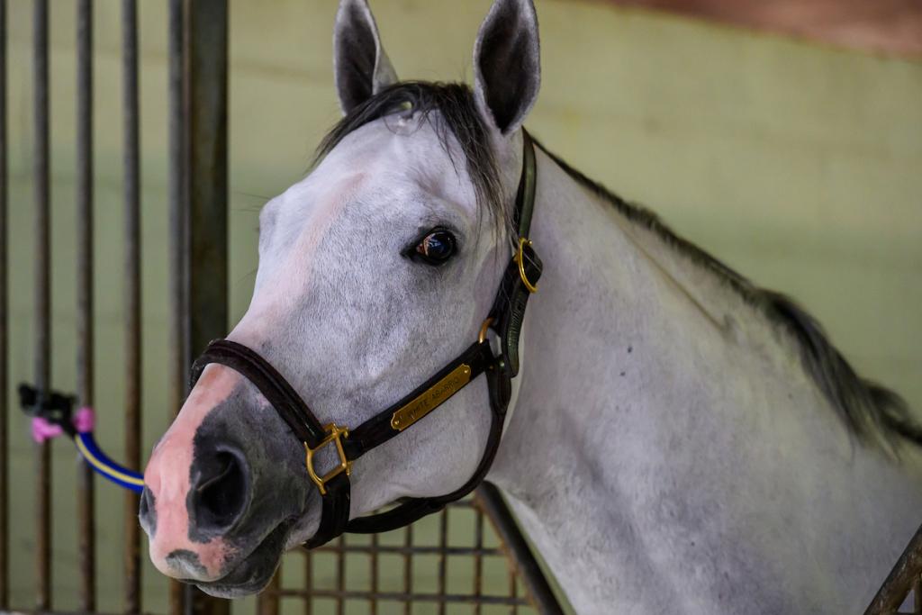 White Abarrio, the 2025 Pegasus World Cup champion and victor of the 2023 Breeders' Cup Classic. (Image by Eclipse Sportswire)