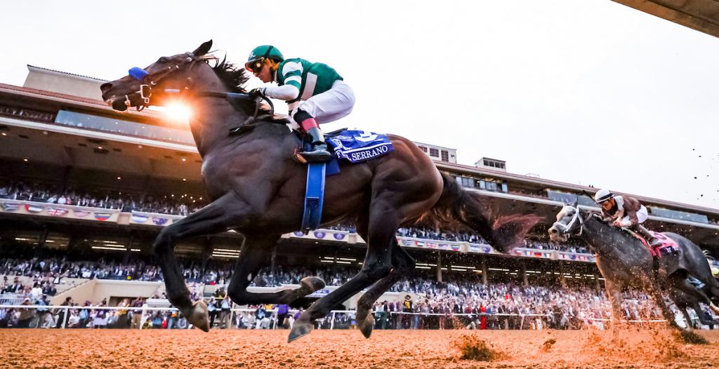 Full Serrano, the triumphant horse in the 2024 Breeders' Cup Dirt Mile. (Photo credit: Eclipse Sportswire)