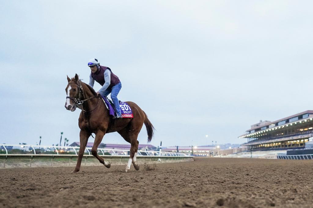 Banishing, an equine boasting multiple graded stakes triumphs. (Photo by Eclipse Sportswire)