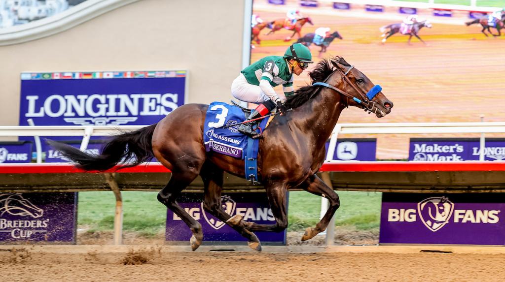 Full Serrano, the triumphant horse in the 2024 Breeders' Cup Dirt Mile. (Photo credit: Eclipse Sportswire)