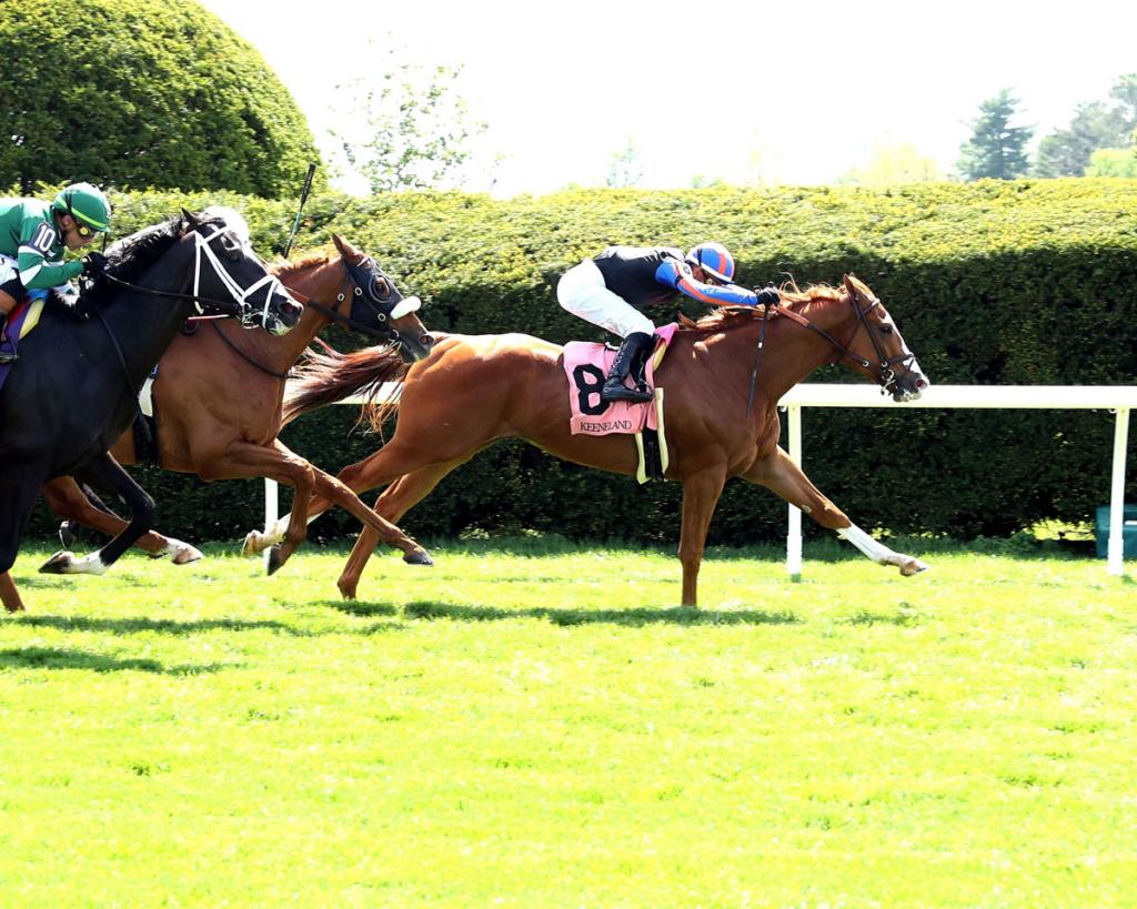 British Isles, the second-place finisher in the Native Diver Stakes. (Coady Media)