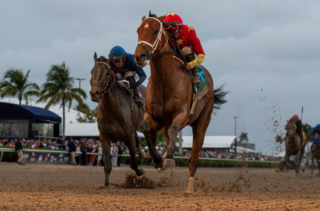 Tappan Street, the victor of the 2025 Florida Derby. (Visuals by Eclipse Sportswire)