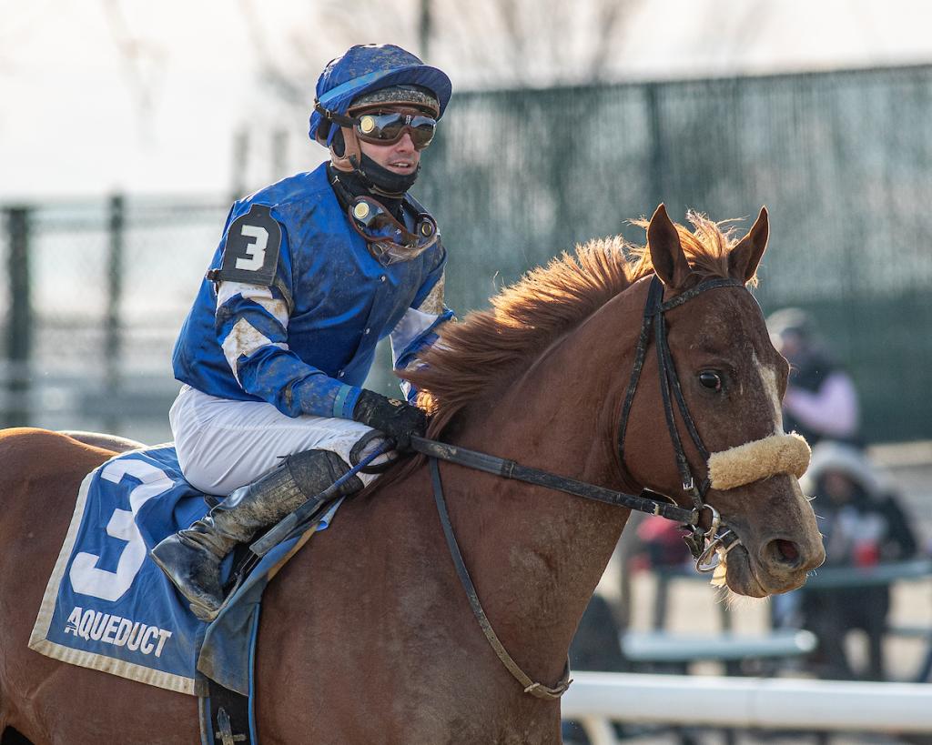 Poster, a graded stakes champion who finished second in the Harlan's Holiday Stakes on Dec. 20 at Gulfstream Park. (From Eclipse Sportswire)