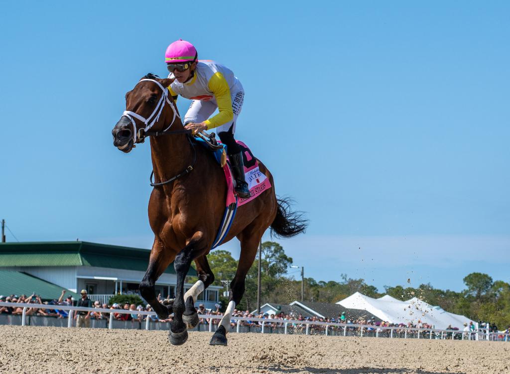 Skippylongstocking, a horse with ten graded stakes victories, who claimed the Harlan's Holiday Stakes on Dec. 20 at Gulfstream Park. (Provided by Eclipse Sportswire)