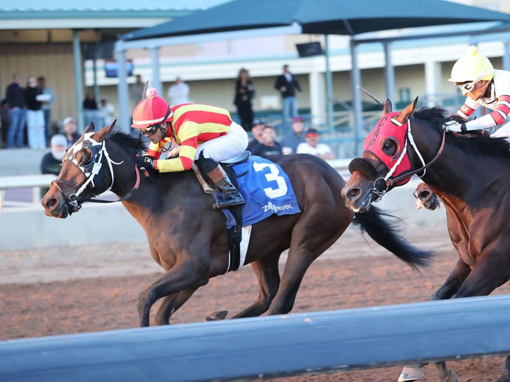Brotha Keny, a multi-stakes winner achieving Grade 3 placing. (Image by Coady Media)