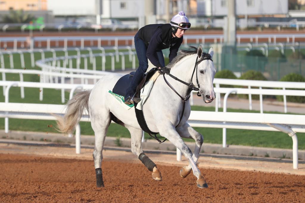 White Abarrio, the 2025 Pegasus World Cup champion and victor of the 2023 Breeders' Cup Classic. (Image by Eclipse Sportswire)