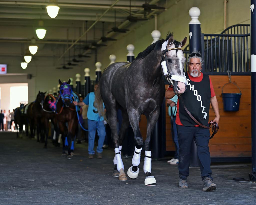 Napoleon Solo, the triumphant horse of the Champagne Stakes (Imagery by Coglianese photos/Ryan Thompson)
