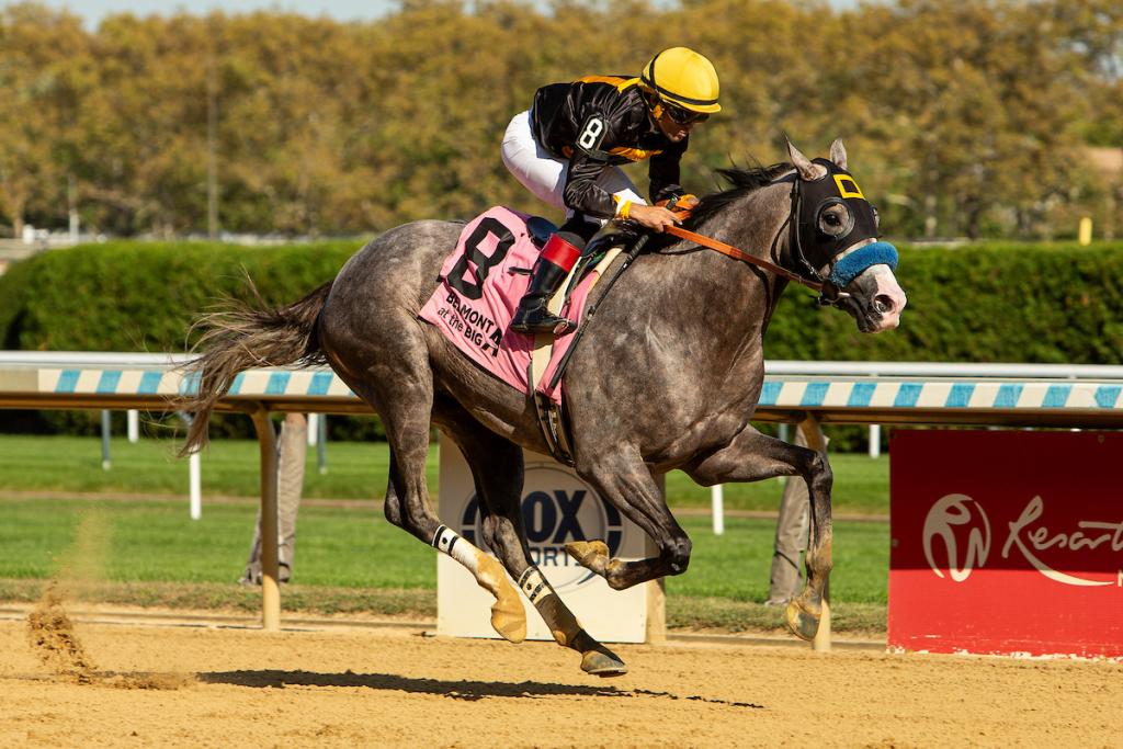 Napoleon Solo, the triumphant horse of the Champagne Stakes (Eclipse Sportswire visuals)