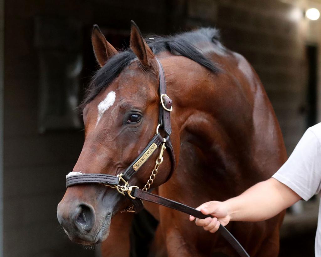 Silent Tactic, the champion of the Southwest Stakes (Captured by Coady Media)