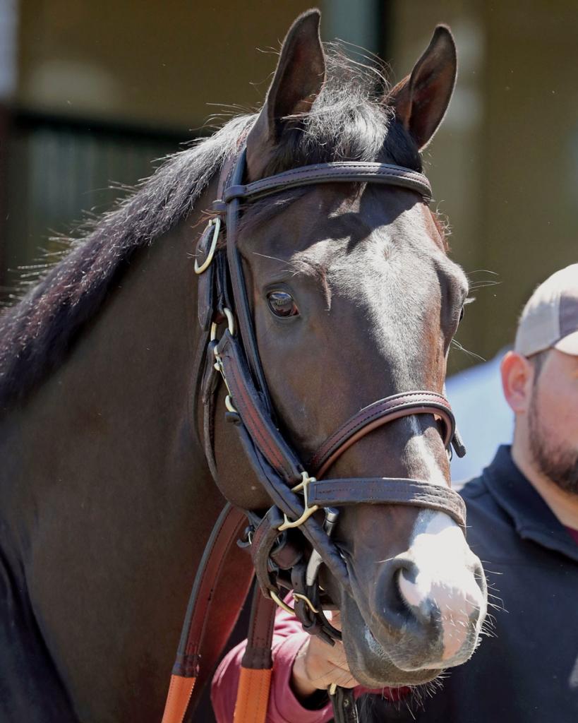 Ocelli, who finished in third position at the Kentucky Derby (Visuals by Coady Media)