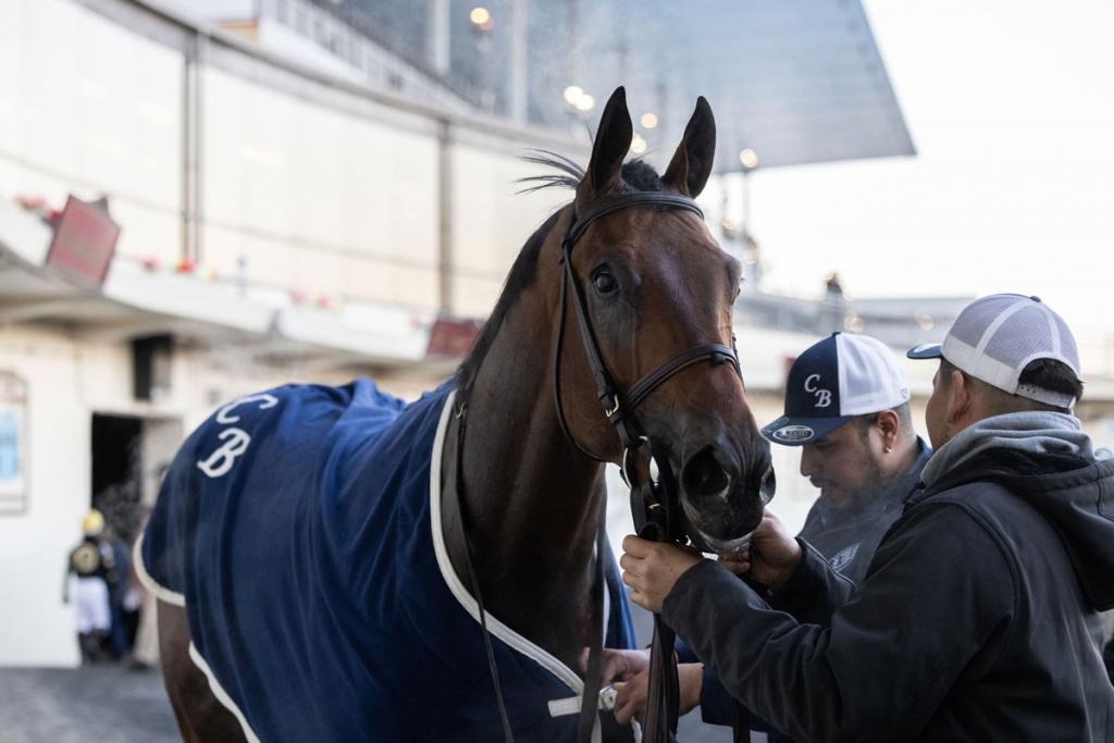 Iron Honor, who secured victory in the Gotham Stakes (Courtesy of Adam Coglianese/NYRA)