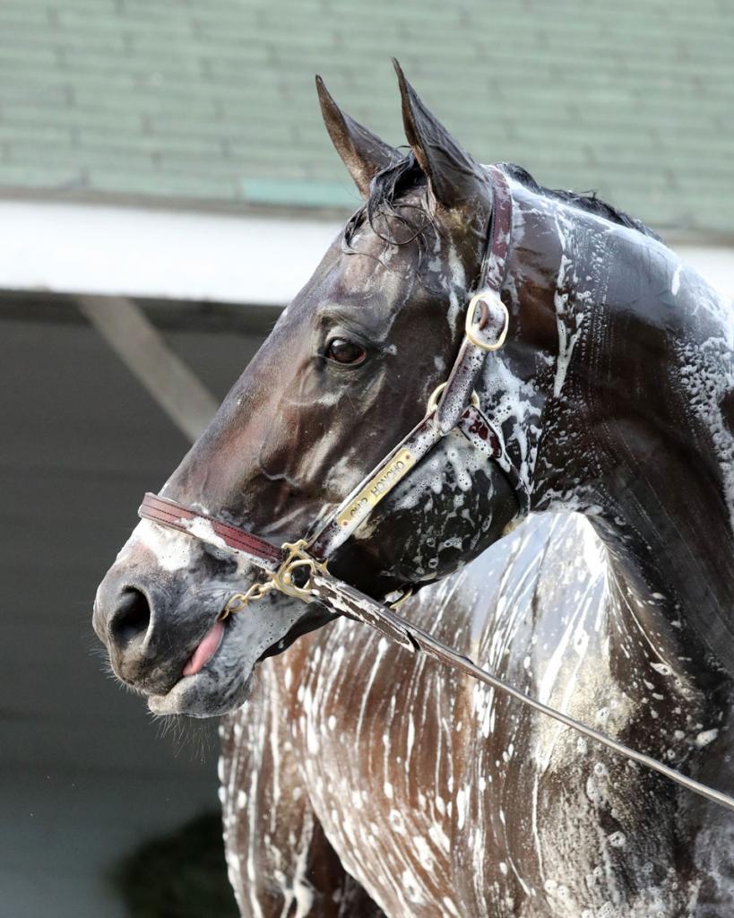 Chip Honcho, the victor of the Gun Runner Stakes (Images from Coady Media)