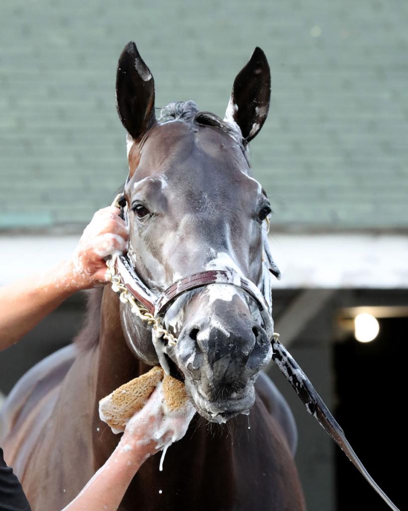 Chip Honcho, the victor of the Gun Runner Stakes (Images from Coady Media)