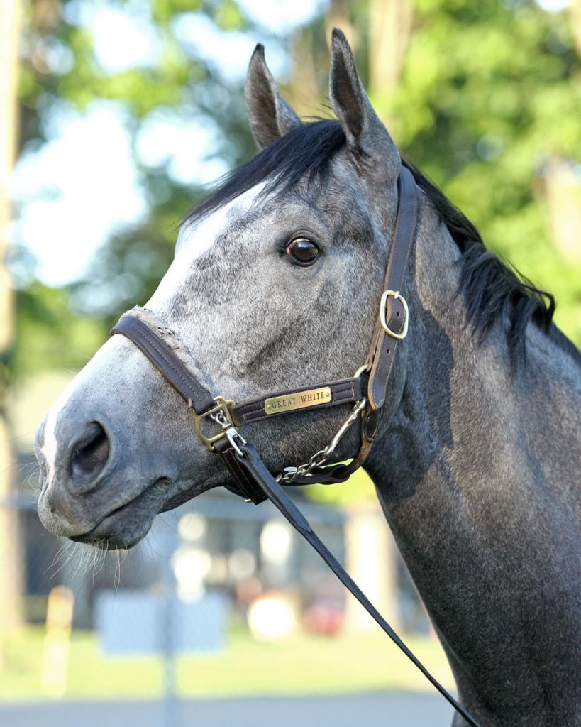 Great White, the winner of the John Battaglia Memorial Stakes (Photography by Coady Media)