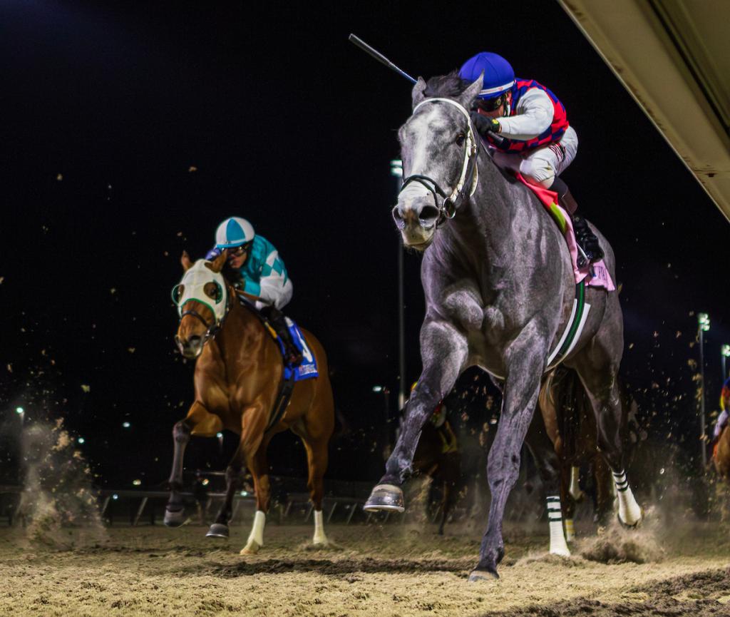 Great White, the winner of the John Battaglia Memorial Stakes (Eclipse Sportswire visuals)