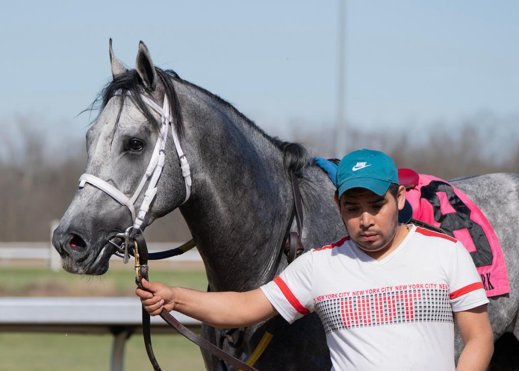 Bull by the Horns, the winner of the Rushaway Stakes (Imagery provided by Eclipse Sportswire)