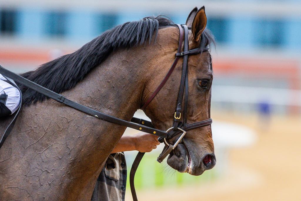 Crupper, triumphant in the Bathhouse Row Stakes (Captured by Eclipse Sportswire)