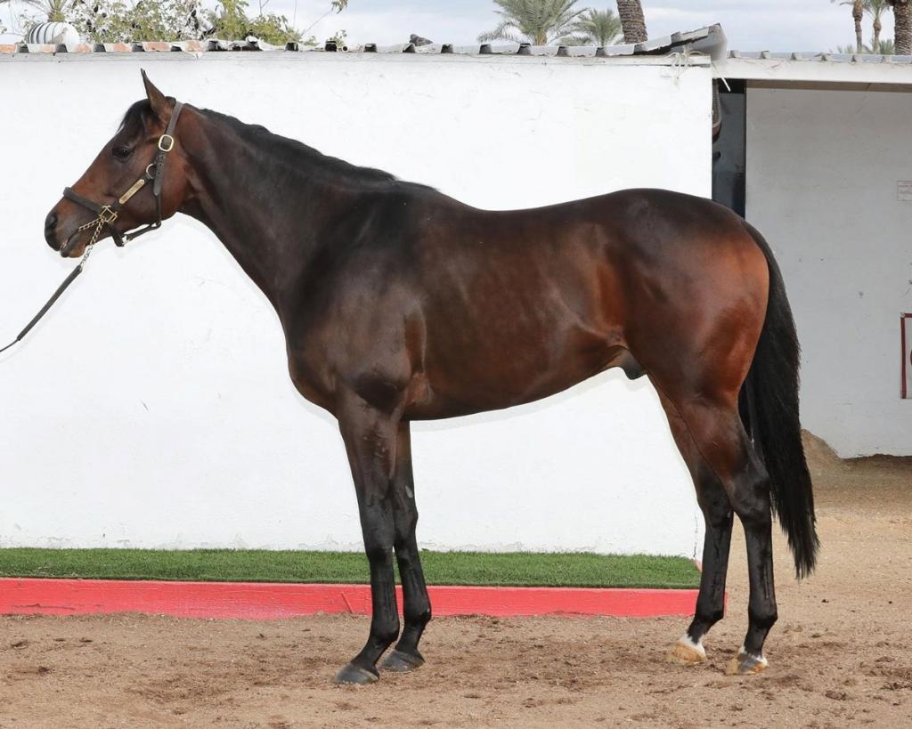 Express Kid, the horse that claimed the Remington Springboard Mile Stakes (Fasig-Tipton photography)