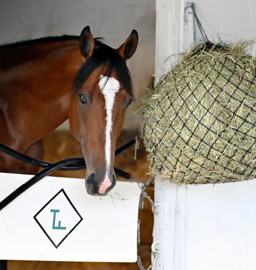 The Hell We Did, who came in second in the Lexington Stakes (Pictures by Jim McCue/Maryland Jockey Club)