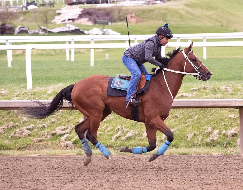 The Hell We Did, who came in second in the Lexington Stakes (Pictures by Jim McCue/Maryland Jockey Club)