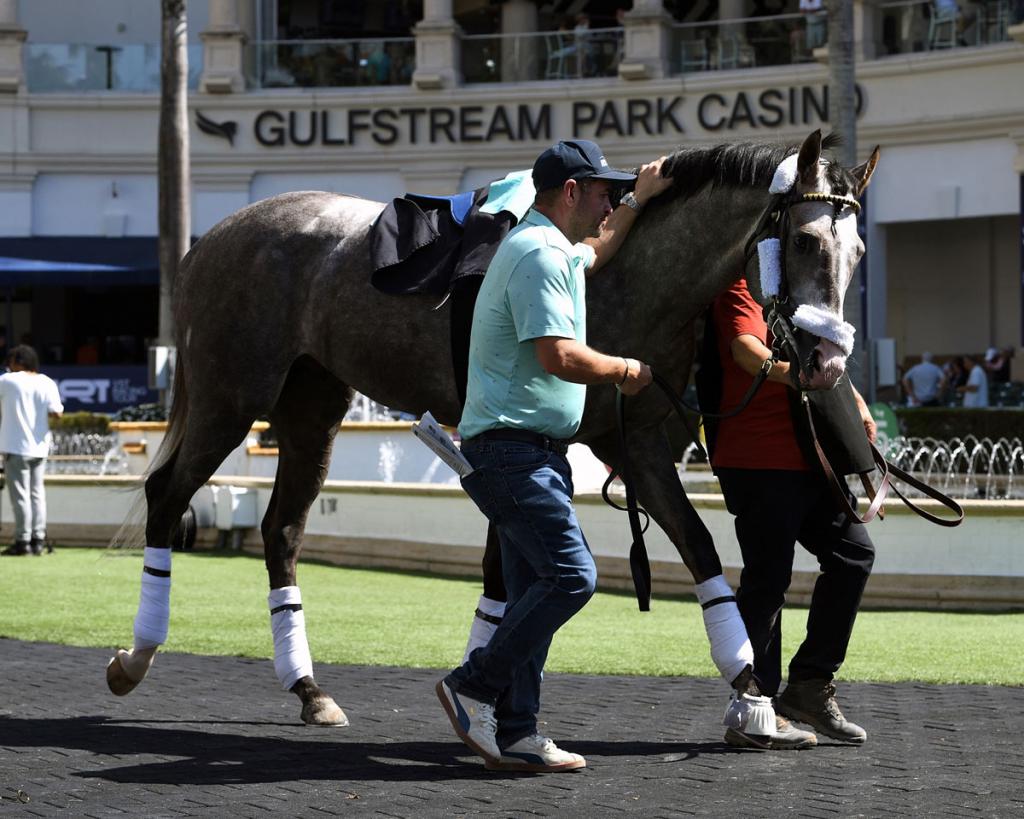 Napoleon Solo, the triumphant horse of the Champagne Stakes (Imagery by Coglianese photos/Ryan Thompson)