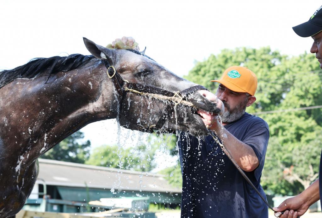 Preakness Stakes victor Napoleon Solo (Bill Denver/EQUI-PHOTO)