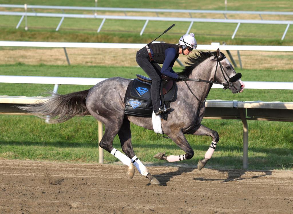 Napoleon Solo, champion of the Preakness Stakes (Bill Denver/EQUI-PHOTO)