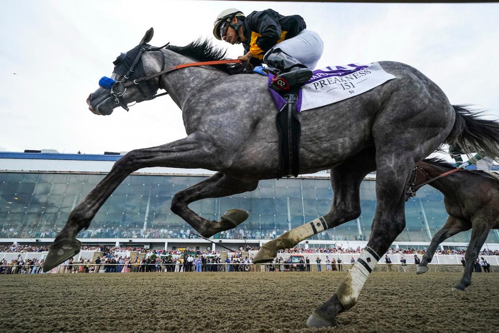 Preakness Stakes gold medalist Napoleon Solo (Eclipse Sportswire)