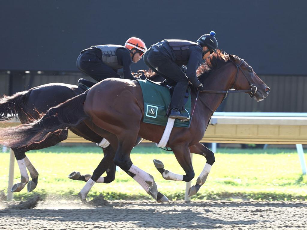 Baby Vino, first-place finisher in the Haskell Stakes (Bill Denver/EQUI-PHOTO)
