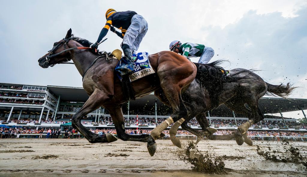 Haskell Stakes winner Baby Vino as photographed by Eclipse Sportswire