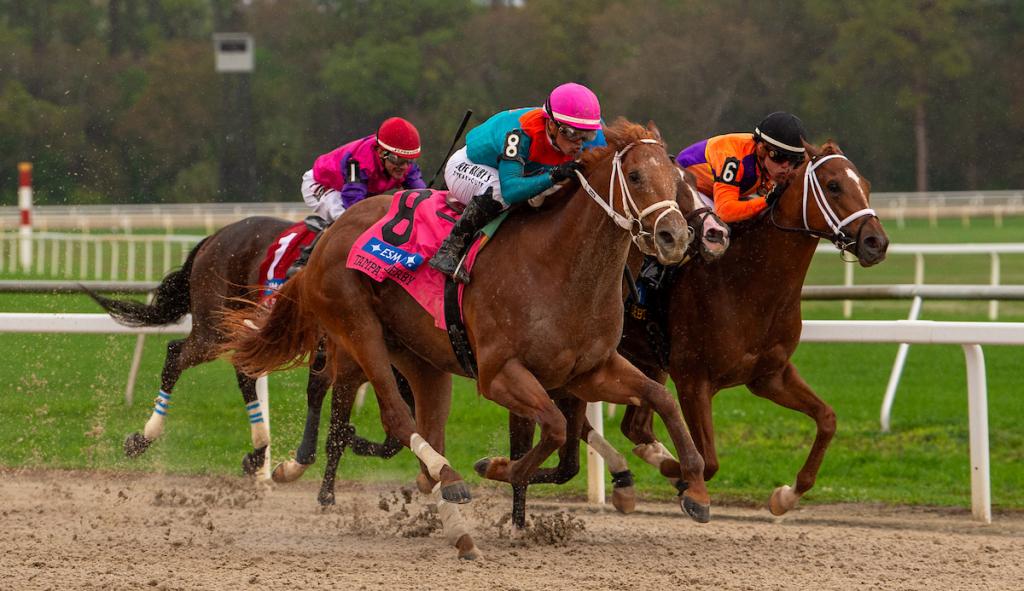 Tampa Bay Derby gold medalist The Puma (Eclipse Sportswire)
