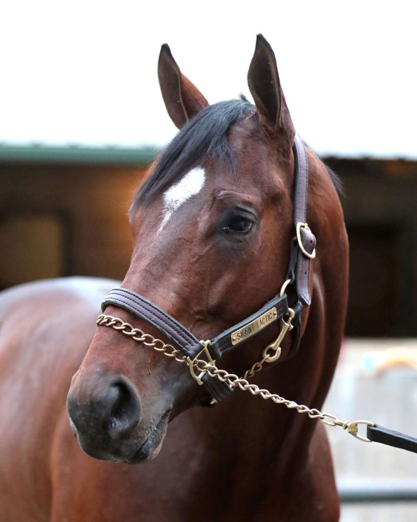 Southwest Stakes champion Silent Tactic (Coady Media)