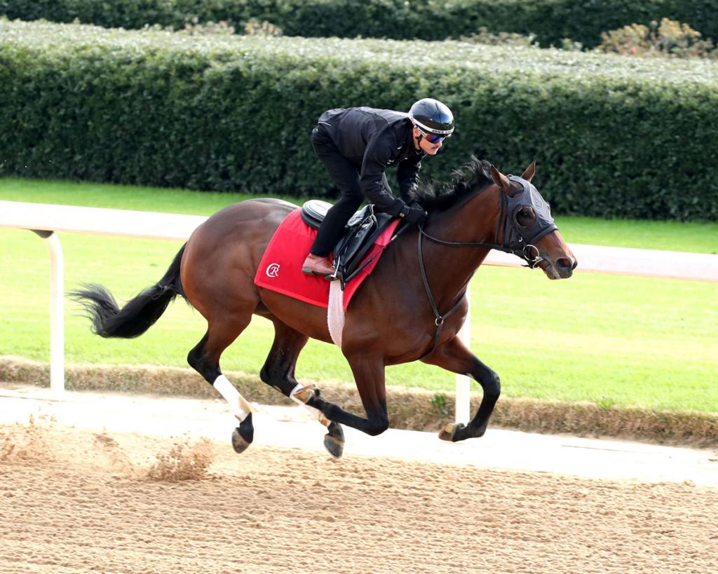 Silent Tactic, who won the Southwest Stakes (Coady Media)