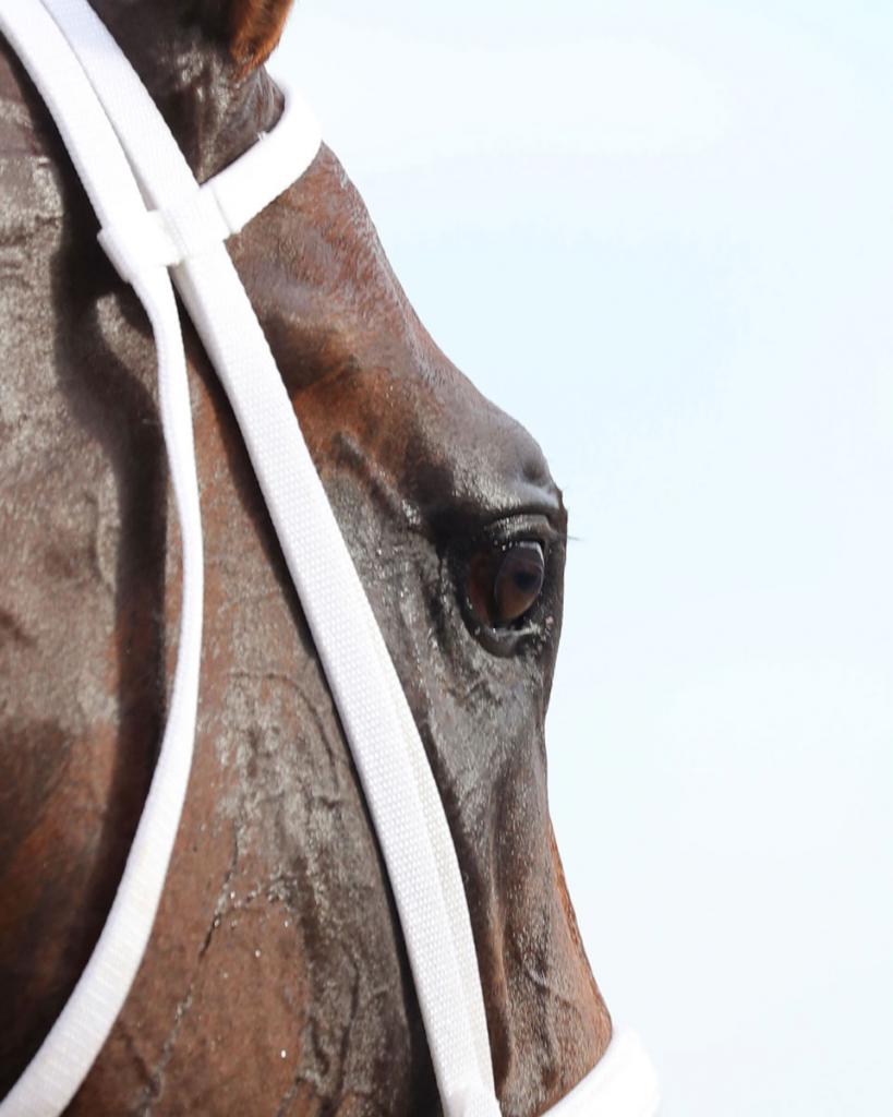 Indiana Derby victor Leading Change (Coady Media)