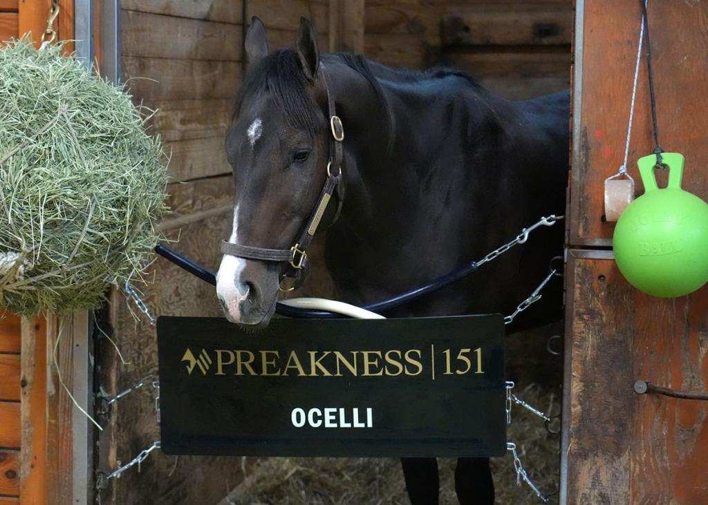 Ocelli, who came in third at the Kentucky Derby (Jim McCue/Maryland Jockey Club)