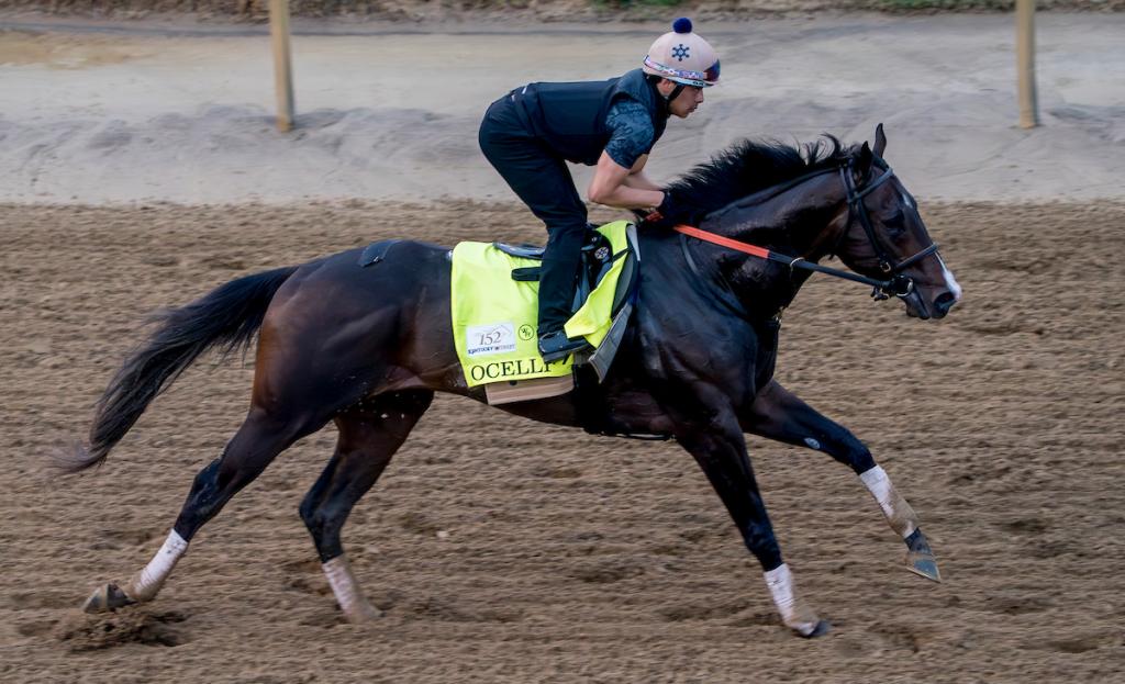 Third-place Kentucky Derby finisher Ocelli (Eclipse Sportswire)