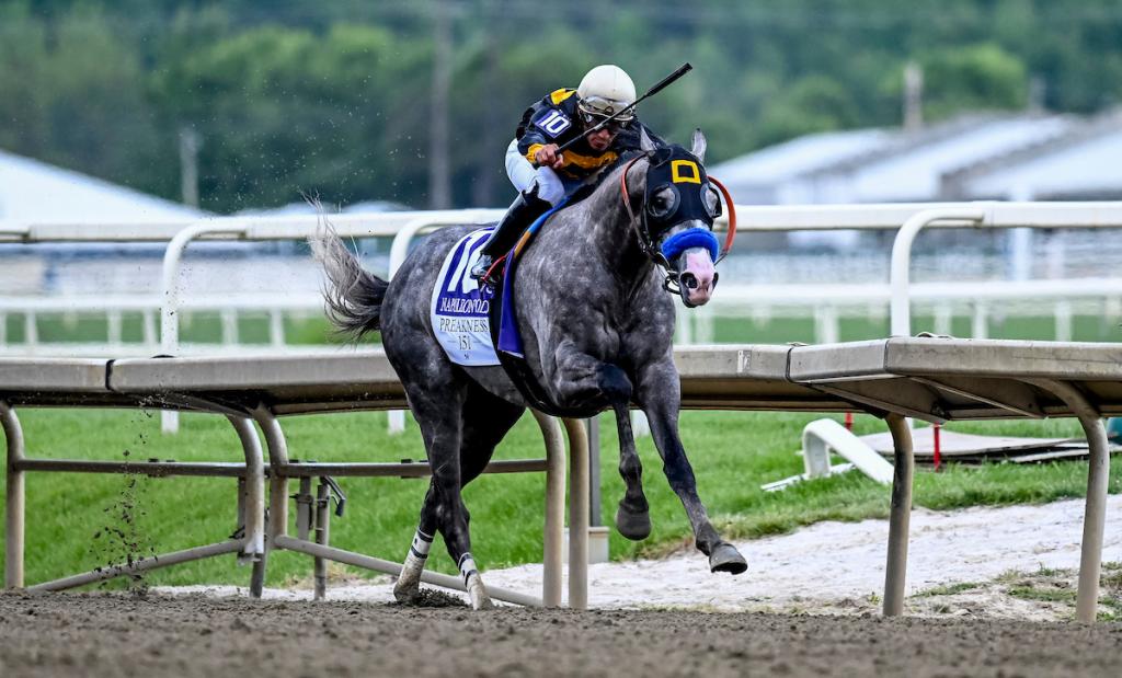 Napoleon Solo, winner of the Preakness Stakes (Eclipse Sportswire)